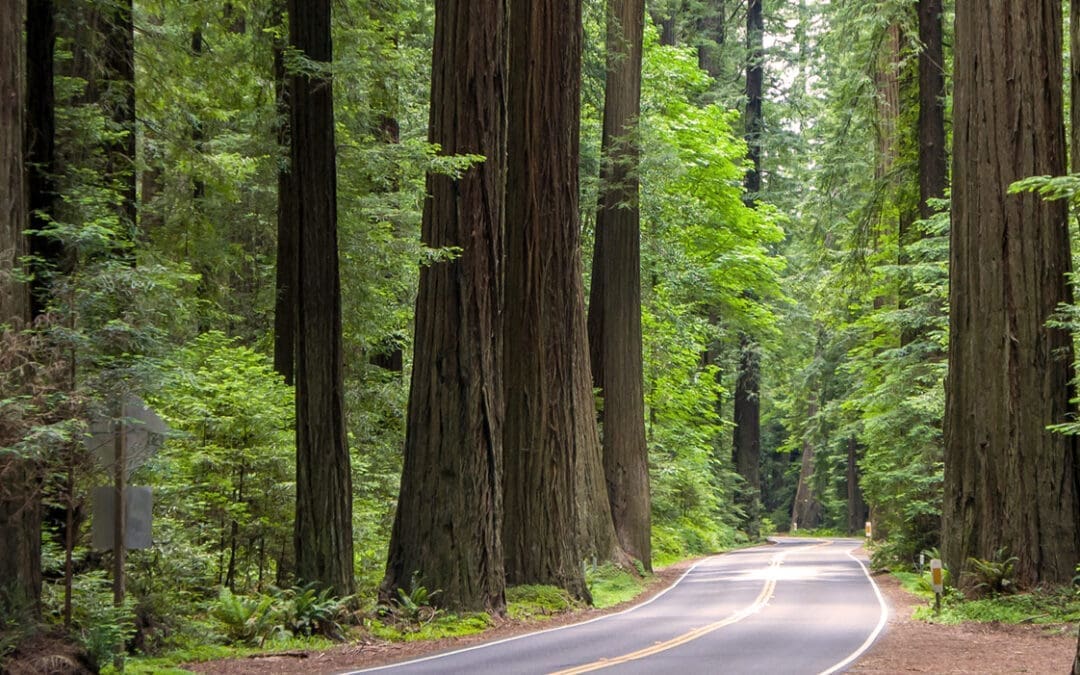 Redwood Trees in Humboldt County